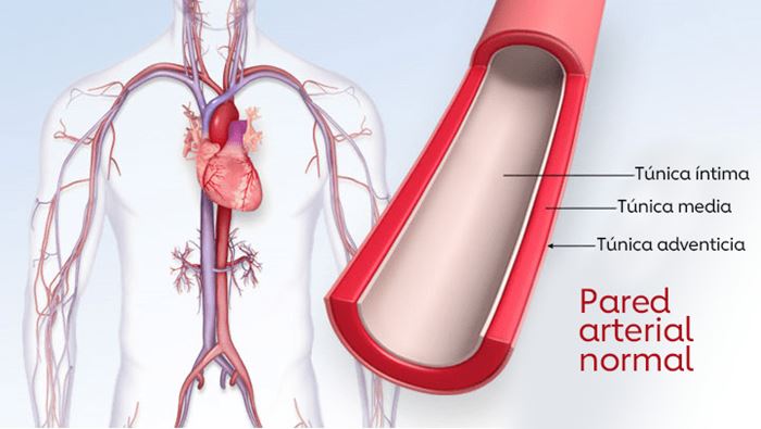 Pared arterial normal
